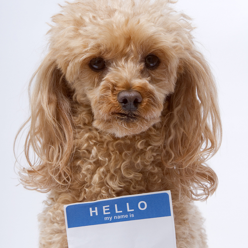 Dog with name tag